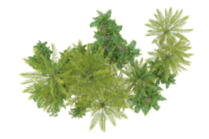 Realistic forest isolated on transparent background. 3d rendering - illustration png