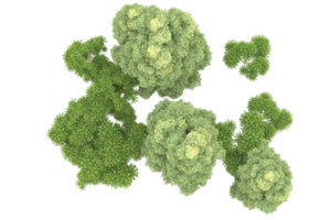 Realistic forest isolated on transparent background. 3d rendering - illustration png