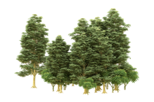 forêt réaliste isolée sur fond transparent. rendu 3d - illustration png