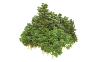 Realistic forest isolated on transparent background. 3d rendering - illustration png