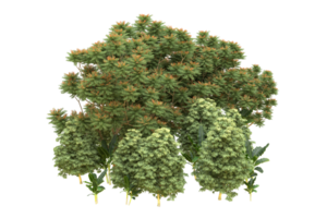 Realistic forest isolated on transparent background. 3d rendering - illustration png