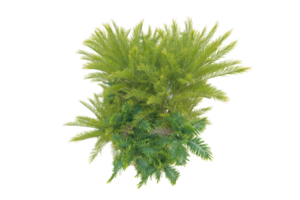 Realistic forest isolated on transparent background. 3d rendering - illustration png