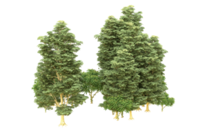 Realistic forest isolated on transparent background. 3d rendering - illustration png