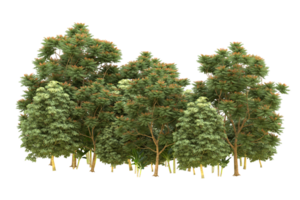 Realistic forest isolated on transparent background. 3d rendering - illustration png