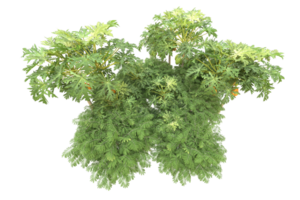 Realistic forest isolated on transparent background. 3d rendering - illustration png