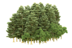 Realistic forest isolated on transparent background. 3d rendering - illustration png