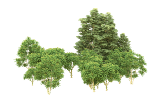 Realistic forest isolated on transparent background. 3d rendering - illustration png