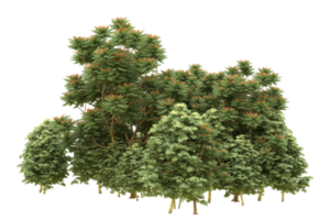 floresta realista isolada em fundo transparente. renderização 3D - ilustração png