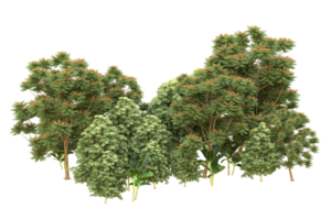 Realistic forest isolated on transparent background. 3d rendering - illustration png