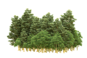 Realistic forest isolated on transparent background. 3d rendering - illustration png
