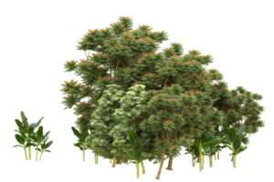 forêt réaliste isolée sur fond transparent. rendu 3d - illustration png