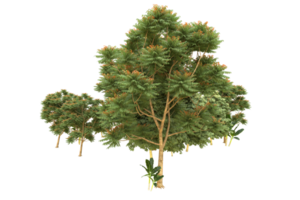 Realistic forest isolated on transparent background. 3d rendering - illustration png