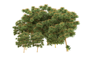 Realistic forest isolated on transparent background. 3d rendering - illustration png