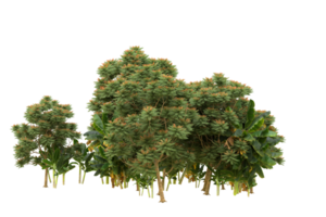 Realistic forest isolated on transparent background. 3d rendering - illustration png