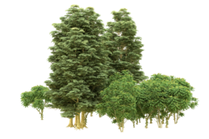 forêt réaliste isolée sur fond transparent. rendu 3d - illustration png