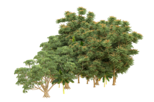 floresta realista isolada em fundo transparente. renderização 3D - ilustração png