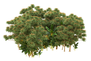 forêt réaliste isolée sur fond transparent. rendu 3d - illustration png