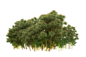 Realistic forest isolated on transparent background. 3d rendering - illustration png