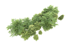 Realistic forest isolated on transparent background. 3d rendering - illustration png