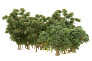 forêt réaliste isolée sur fond transparent. rendu 3d - illustration png