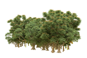 Realistic forest isolated on transparent background. 3d rendering - illustration png