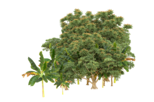 forêt réaliste isolée sur fond transparent. rendu 3d - illustration png