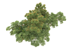 Realistic forest isolated on transparent background. 3d rendering - illustration png