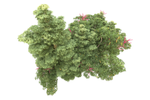 Realistic forest isolated on transparent background. 3d rendering - illustration png