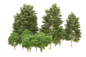 Realistic forest isolated on transparent background. 3d rendering - illustration png