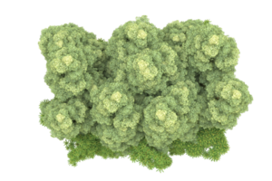 Realistic forest isolated on transparent background. 3d rendering - illustration png