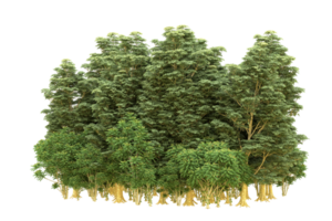 Realistic forest isolated on transparent background. 3d rendering - illustration png