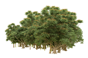 Realistic forest isolated on transparent background. 3d rendering - illustration png