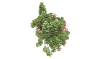 Realistic forest isolated on transparent background. 3d rendering - illustration png