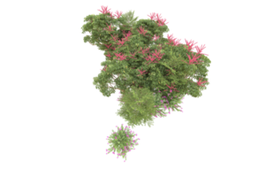 floresta realista isolada em fundo transparente. renderização 3D - ilustração png