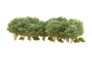 Realistic forest isolated on transparent background. 3d rendering - illustration png