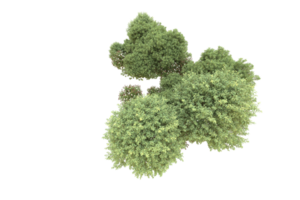 Realistic forest isolated on transparent background. 3d rendering - illustration png
