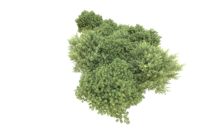 Realistic forest isolated on transparent background. 3d rendering - illustration png
