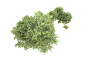 Realistic forest isolated on transparent background. 3d rendering - illustration png