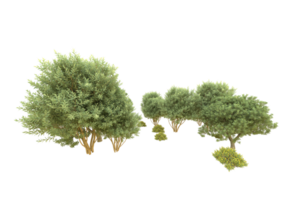 Realistic forest isolated on transparent background. 3d rendering - illustration png