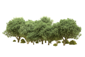 Realistic forest isolated on transparent background. 3d rendering - illustration png
