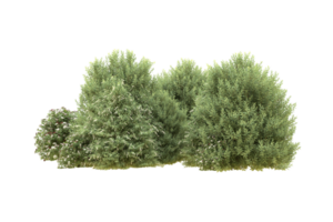 Realistic forest isolated on transparent background. 3d rendering - illustration png