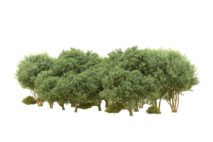 Realistic forest isolated on transparent background. 3d rendering - illustration png