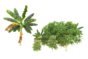 Realistic forest isolated on transparent background. 3d rendering - illustration png