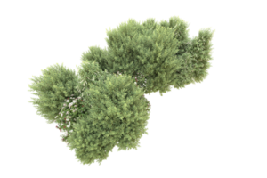 Realistic forest isolated on transparent background. 3d rendering - illustration png