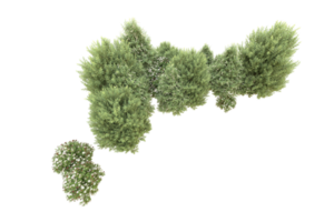 Realistic forest isolated on transparent background. 3d rendering - illustration png