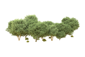 Realistic forest isolated on transparent background. 3d rendering - illustration png