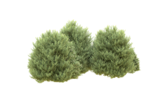 Realistic forest isolated on transparent background. 3d rendering - illustration png