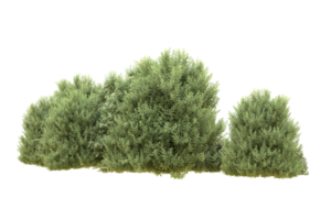 Realistic forest isolated on transparent background. 3d rendering - illustration png
