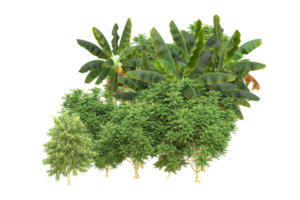 Realistic forest isolated on transparent background. 3d rendering - illustration png