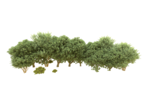 Realistic forest isolated on transparent background. 3d rendering - illustration png